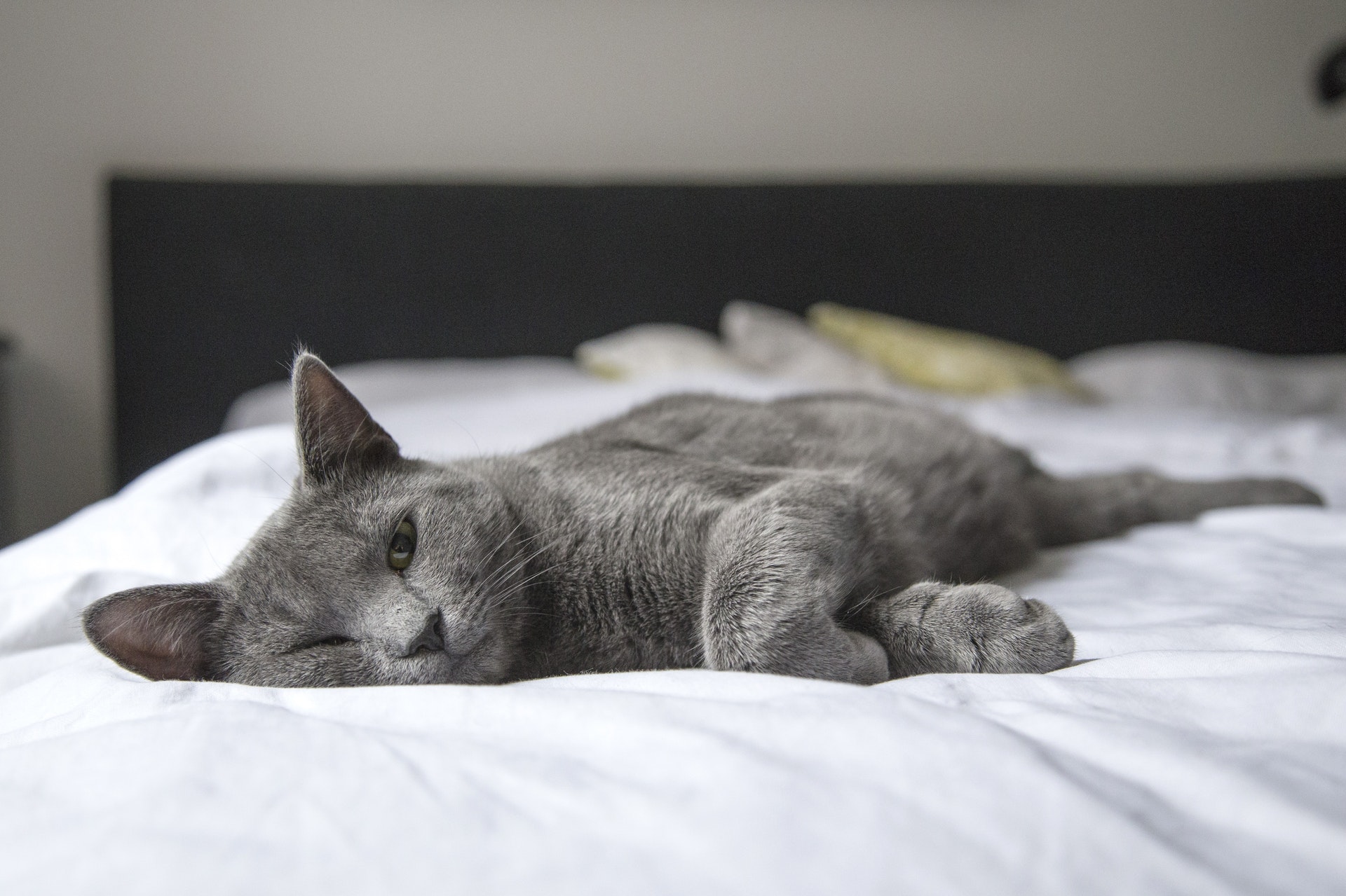 Eine graue Katze liegt entspannt auf einem Bett
